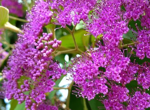 Close das flores lilás a magenta da calicarpa em inflorescências densas