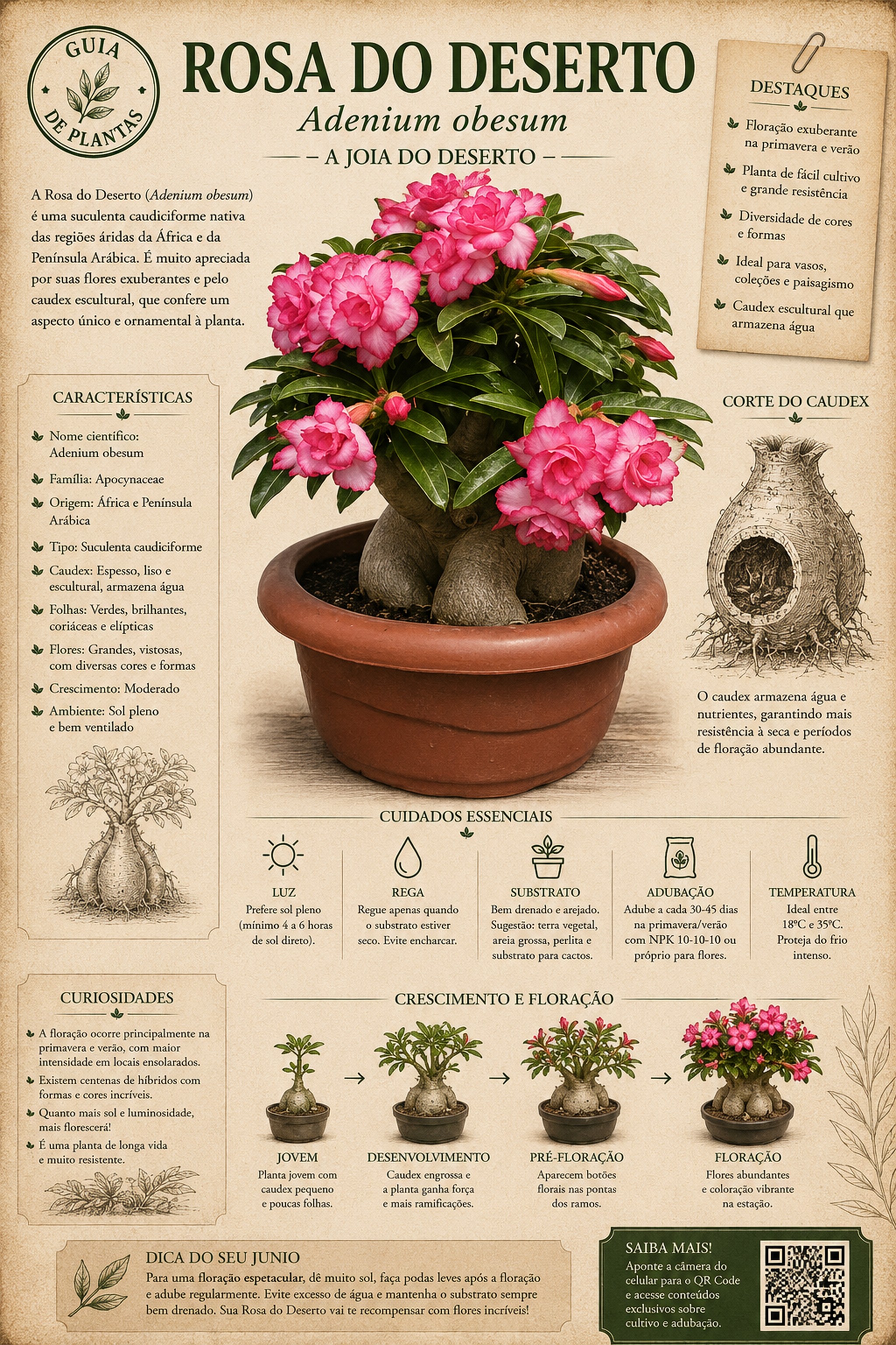 Estresse hídrico engrossa o caudex da rosa do deserto? O que 210 dias de estudo mostraram