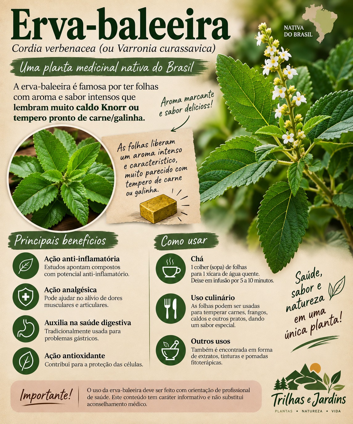 Erva-baleeira: a planta nativa que tem sabor de caldo de galinha