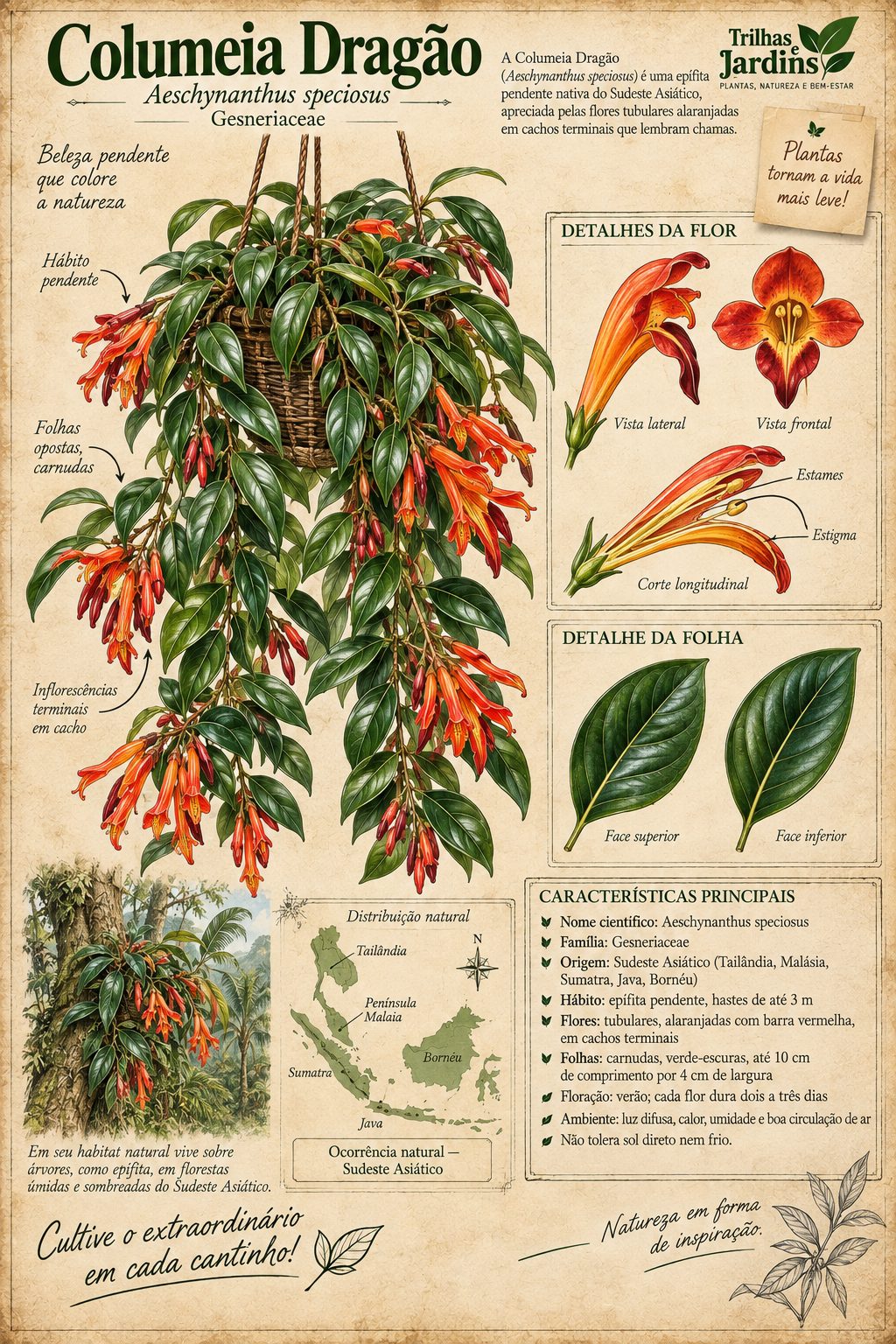 Columeia dragão sem flor? Você provavelmente cortou a florada com a tesoura